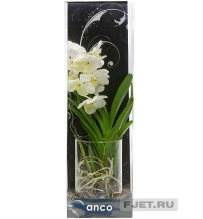 Орхидея Фаленопсис Ванда Микс белый в подарочной упаковке 70 см