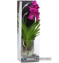 Орхидея Фаленопсис Ванда Микс фуксия в подарочной упаковке 70 см