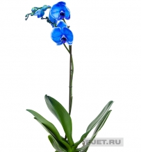 Орхидея Фаленопсис королевский голубой 1ст. 90 см