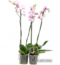 Орхидея Фаленопсис манила 2ст. 100 см