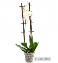 Орхидея Фаленопсис микс 2ст. на решетке 80 см