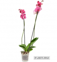 Орхидея Фаленопсис россини 2ст. 70 см