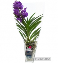 Орхидея Фаленопсис Ванда Микс фиолетовый в подарочной упаковке 70 см