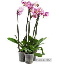 Орхидея Фаленопсис Элегант  2ст. 70 см