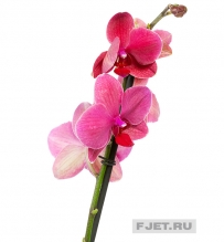 Орхидея Фаленопсис россини 2ст. 70 см