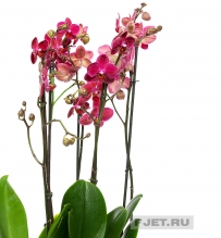 Орхидея Фаленопсис найс 2ст. 70 см