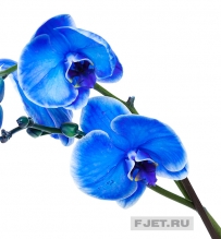 Орхидея Фаленопсис королевский голубой 1ст. 90 см