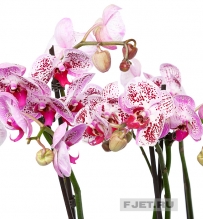 Орхидея Фаленопсис Элегант  2ст. 70 см