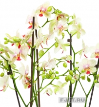 Орхидея Фаленопсис желто-красный 2ст. 70 см