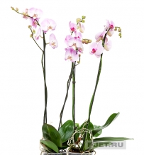 Орхидея Фаленопсис манила 2ст. 100 см