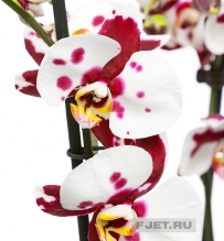 Орхидея Фаленопсис споттед 2ст. 70 см