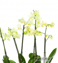 Орхидея Фаленопсис лайм 2ст. 60 см