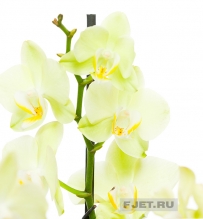 Орхидея Фаленопсис лайм 2ст. 60 см