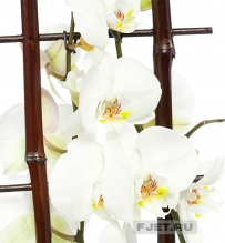 Орхидея Фаленопсис микс 2ст. на решетке 80 см