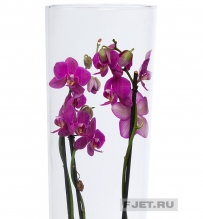 Орхидея Фаленопсис в стеклянном цилиндре 70 см
