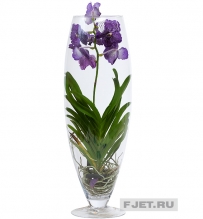 Орхидея Фаленопсис Фуксия Бьюти в стекле 70 см