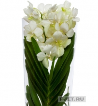 Орхидея Фаленопсис Ванда Микс в стекле 70 см