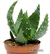 Алое микс