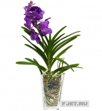 Орхидея Фаленопсис Ванда Микс фиолетовый в подарочной упаковке 70 см