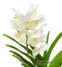Орхидея Фаленопсис Ванда Микс белый в вазе 70 см