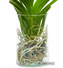Орхидея Фаленопсис Ванда Микс белый в вазе 70 см