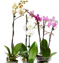 Орхидея Фаленопсис 40 см