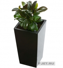 Фикус Эластика Мелани 35 см