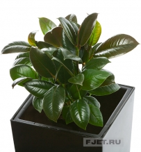 Фикус Эластика Мелани 35 см