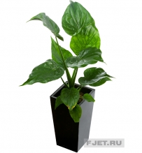 Алоказия Кукуллате 80 см