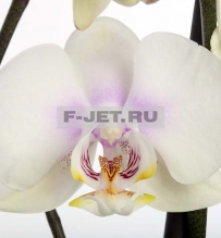 Орхидея Фаленопсис 2 стебля 80 см