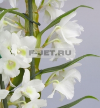 Орхидея Дендробиум 55 см