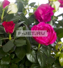 Роза Патио 35 см