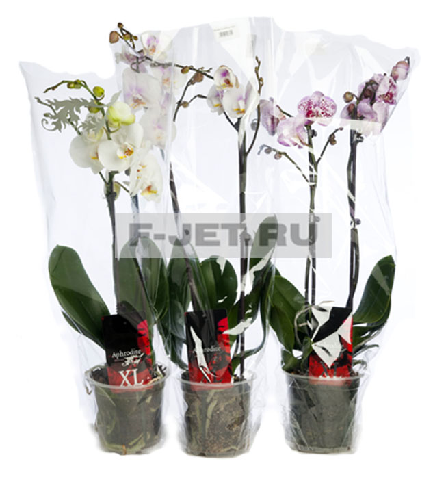 Орхидея фаленопсис два стебля