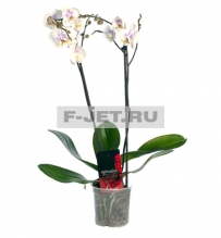 Орхидея фаленопсис два стебля 90 см