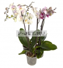 Орхидея фаленопсис два стебля 90 см