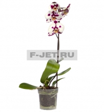 Орхидея Фаленопсис 60 см