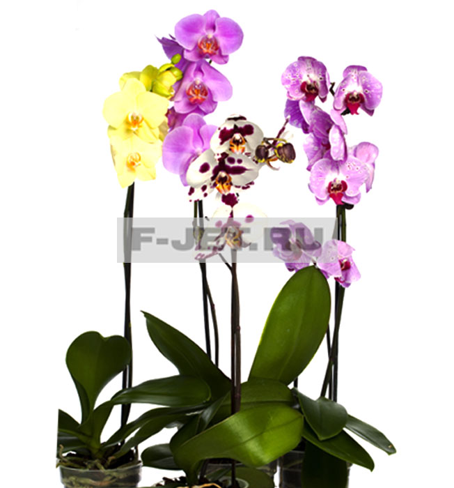 Орхидея фаленопсис (Дания)