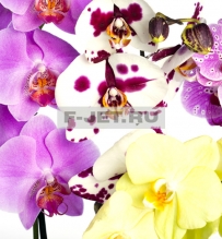 Орхидея Фаленопсис 60 см