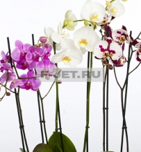 Орхидея Фаленопсис 2 ст 60 см
