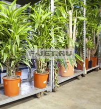 Фикус Бенедикта Али 75 см