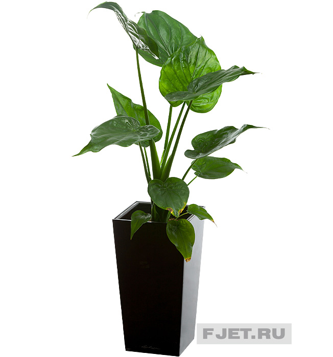 Алоказия Кукуллате